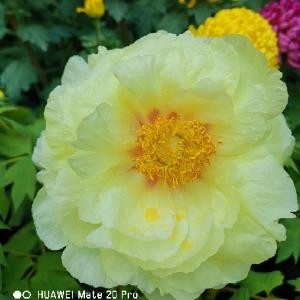 七月立秋