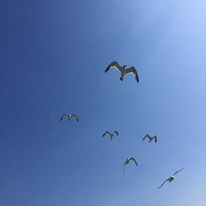 navyeye