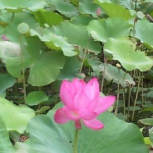 栀子花开