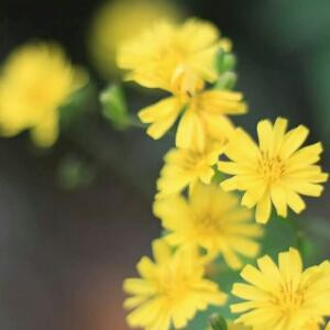 布莱克