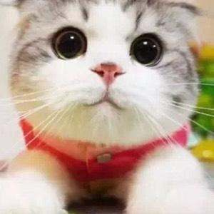 太阳花