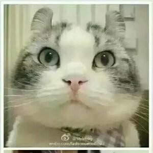 萌宝灬