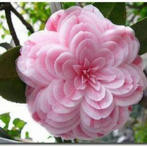 落花流水