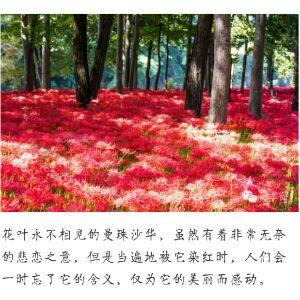 暗黑之暧