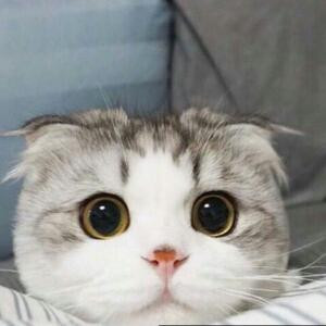 兮兮