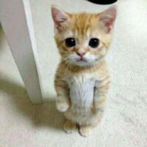 黑猫
