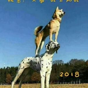 木秀于林