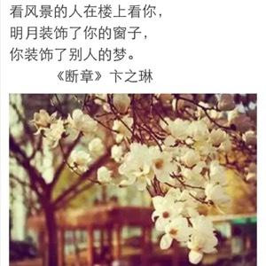 康乃馨