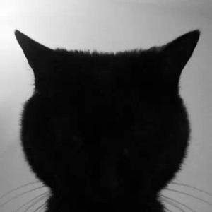 小猫咪