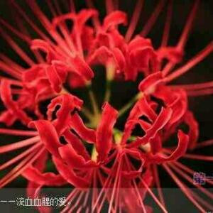 血姬