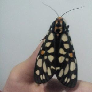 吉尔吉