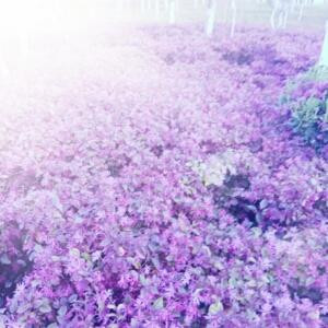 紫菱无他无爱