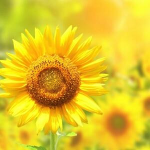 阳光下的向日葵