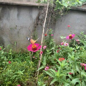无意间爱