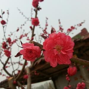 开心