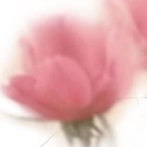 吴霜