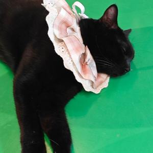 猫猫1号