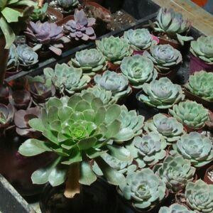 风中的小草
