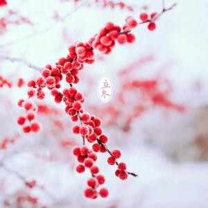 雪儿