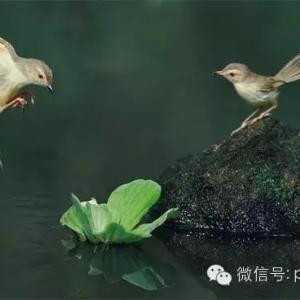 浅陌