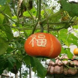 寵愛壹眚