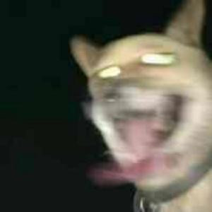 于目八八