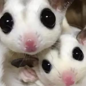 馨馨