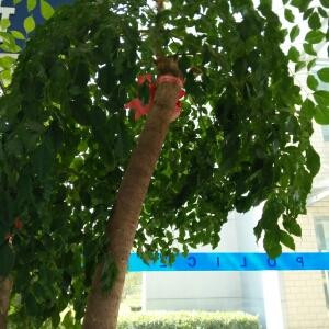 小马宝莉