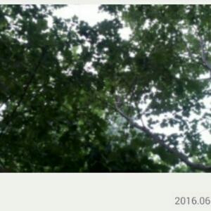 梦雨情空