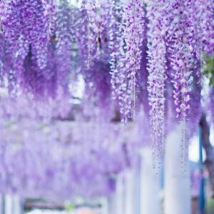 衣草