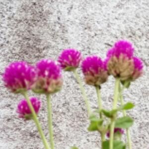花草纷香