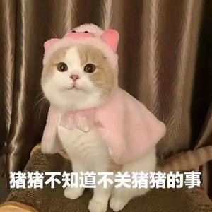 不码字不成神