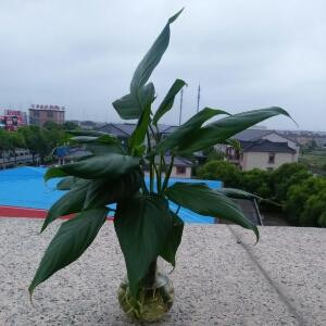 飞燕