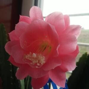 小悠