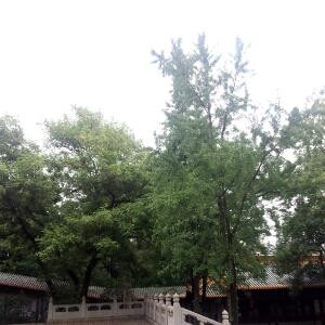 侯小根