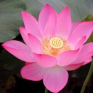 强大哥