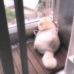 李易峰的小娇妻