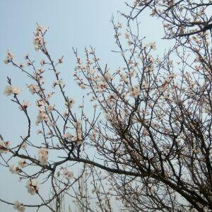 琰心倾城