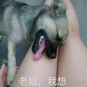 悲伤的狗