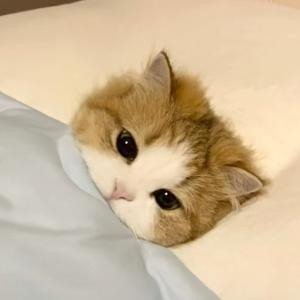 微笑猫盖被睡觉