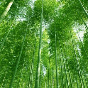 紫鸢