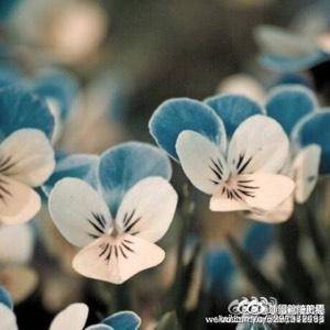 曾经最美