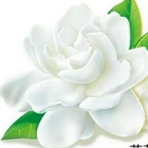 茉莉花开永不败