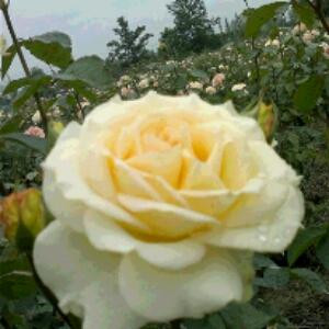 樱花树下的告白