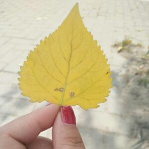 猫一样的小女人