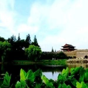 杜伟