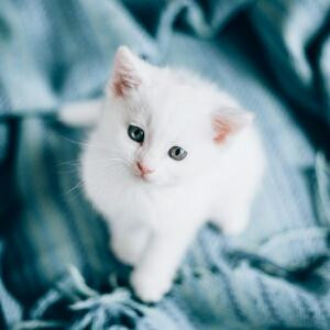 小茹