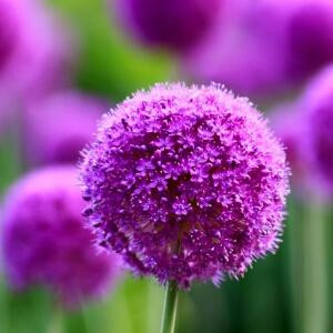 凄三生浅笑一世