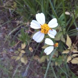 Lily