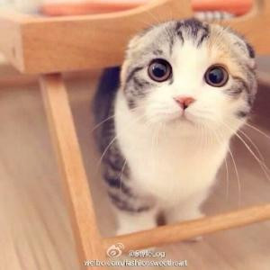 小怪兽